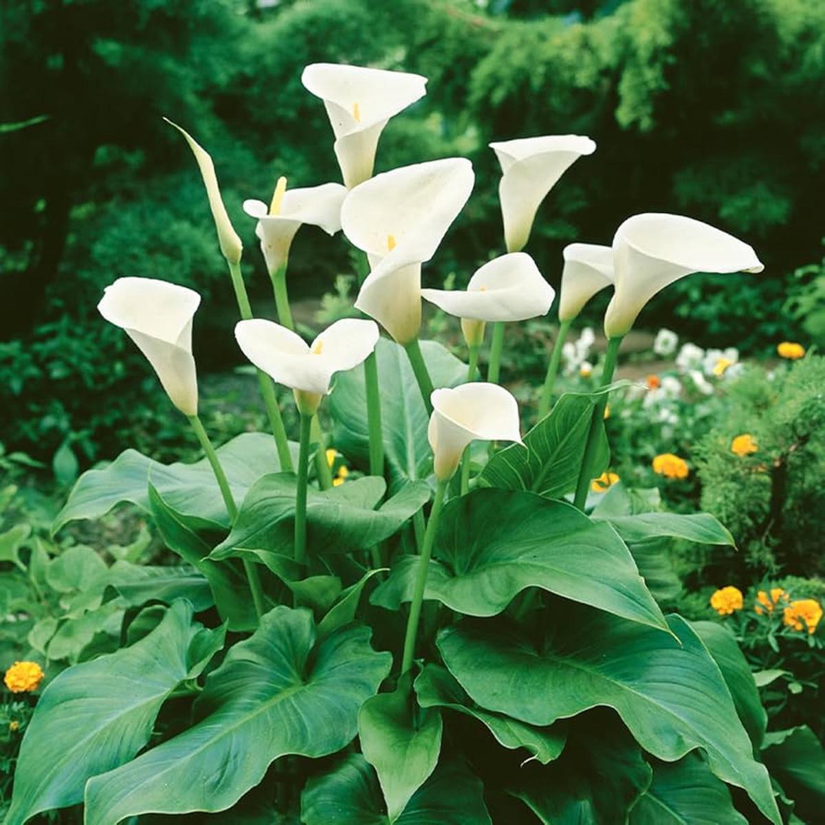 Zantedeschia Aethiopica Planting Seeds for Blooms
