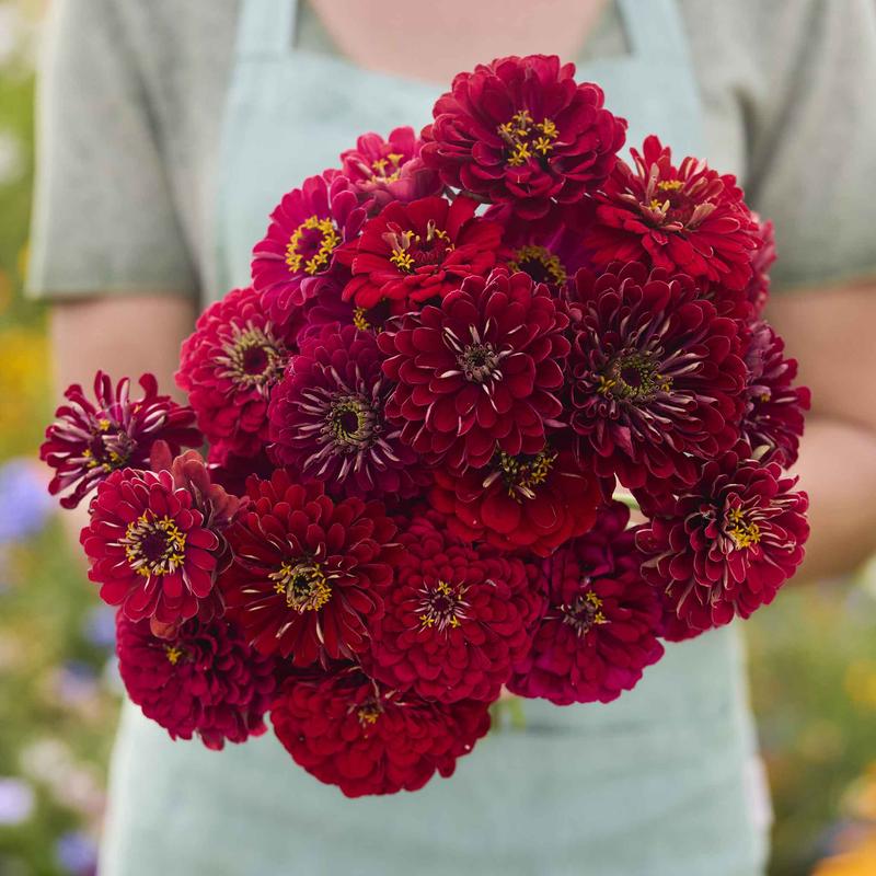 Zinnia Seeds – Meteor