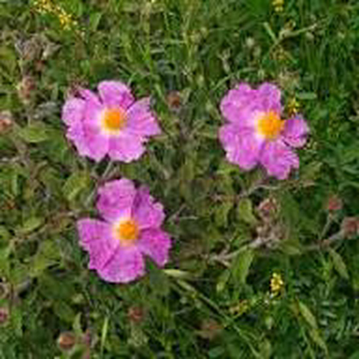 Zistrose Flower Seeds for Planting  Heirloom Non-GMO High Germination Organic Garden Seeds