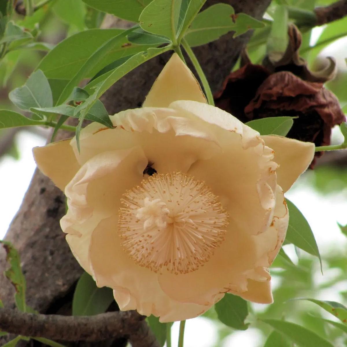Adansonia Digitata Flower seeds for Planting Bright Blooms Heirloom & GMO Free Seeds for Home Garden