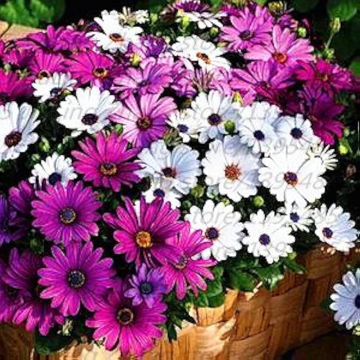 African Blue Eyed Daisy Seeds  Rare Osteospermum Flower