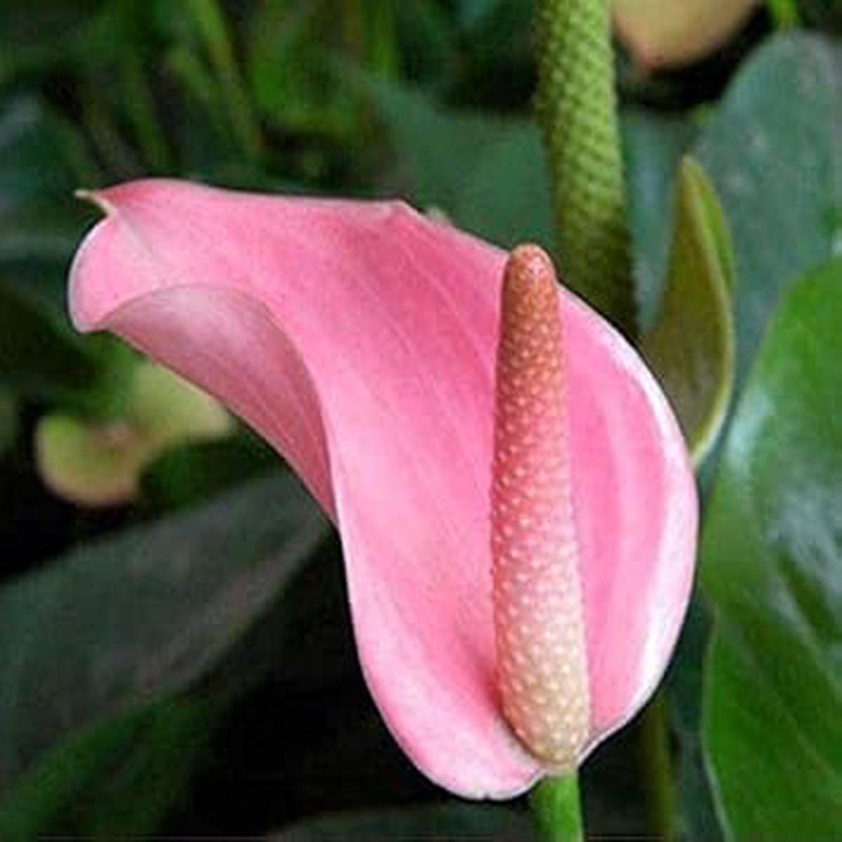 Anthurium Andraeanum Flower Seeds for Planting  Heirloom, Non-GMO, High Germination Exotic Tropical Garden Seeds