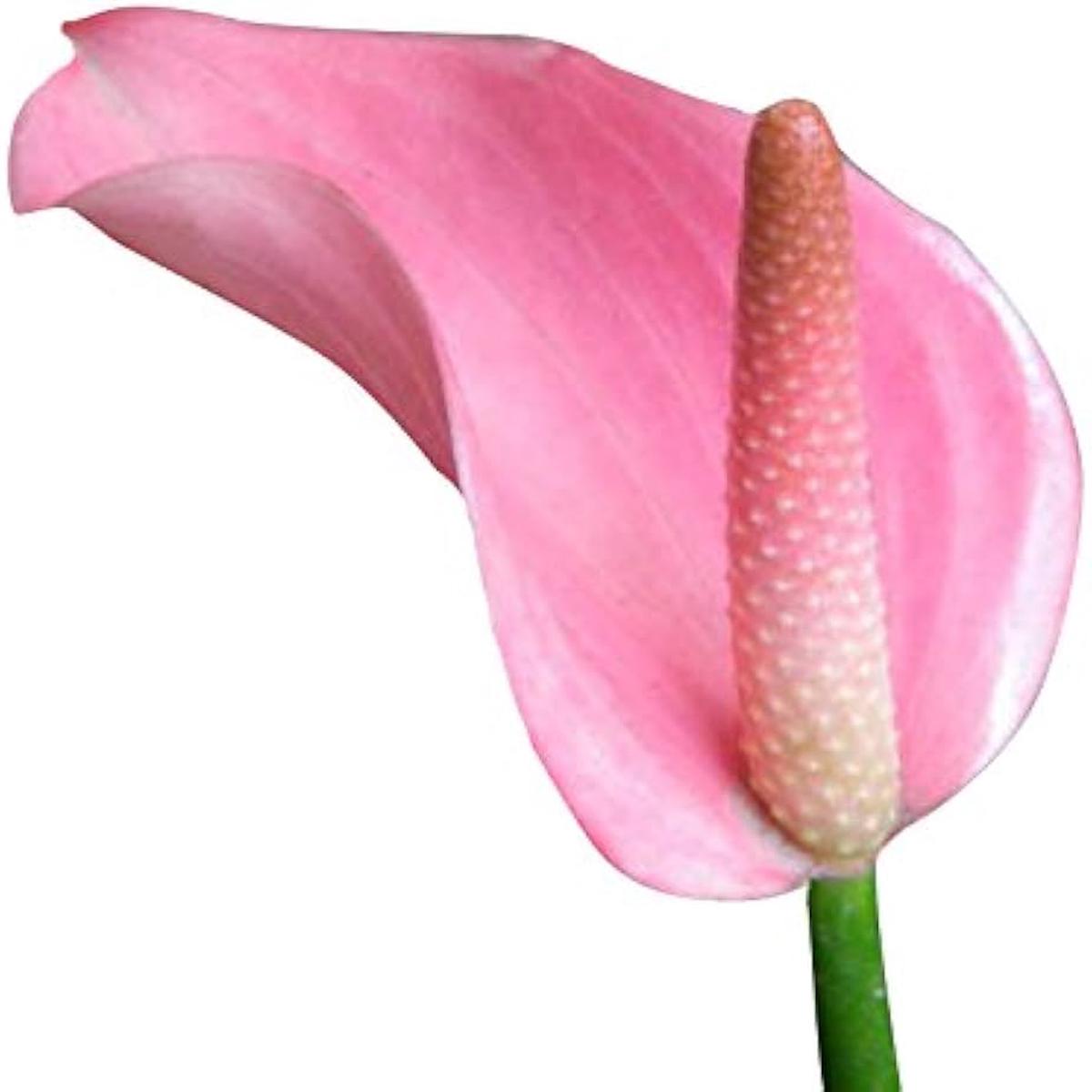 Anthurium Anthurium Andraeanum Flower Seeds for Planting  Ideal for Indoor Gardening and Decorative Planting