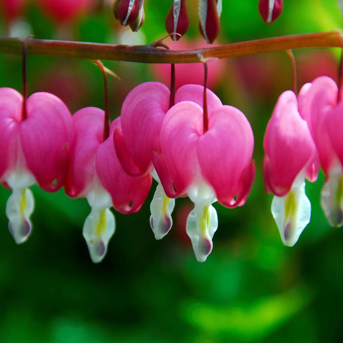 Asian Pink Bleeding Heart or Dicentra spectabilis Flower seeds for Planting – Fragrant Blossoms, Heirloom & GMO Free Seeds for Home Garden