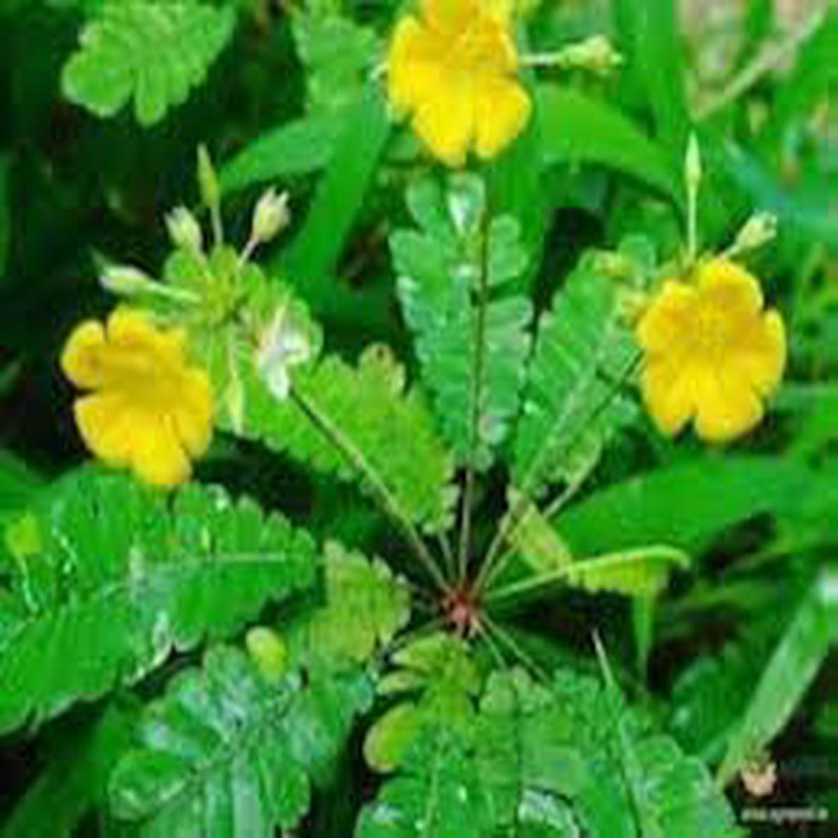Biophytum Plant Seeds for Garden  Non-GMO, Heirloom, High Germination Seeds