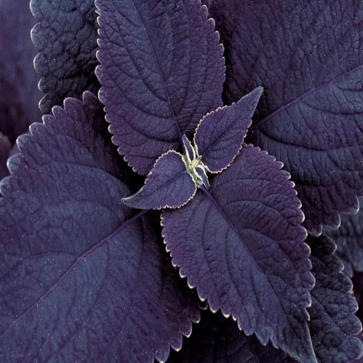 Black Coleus Flower Seeds for Planting  Heirloom Non-GMO, High Germination Organic Garden Seeds