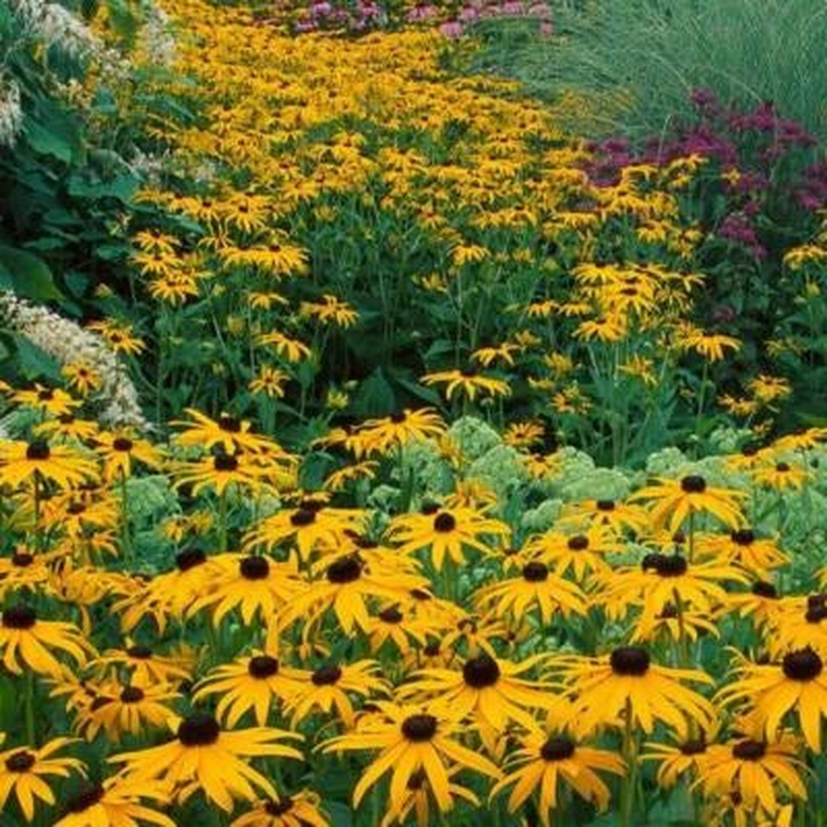 BLACK EYED SUSAN Perennial Rudbeckia Native Wildflower USA Non-GMO  Heirloom