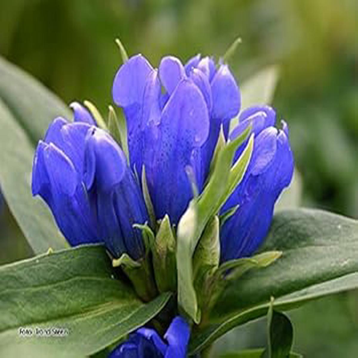 Blue Gentian Flower Seeds for Planting  Heirloom, Non-GMO, High Germination Organic Garden Seeds