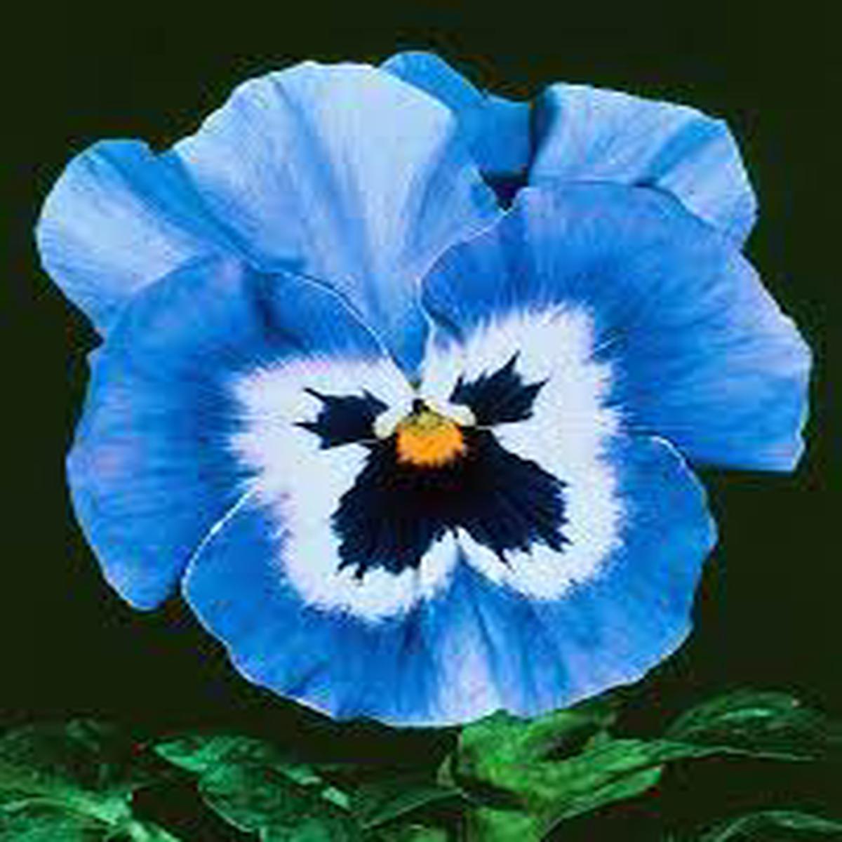 Blue White Pansy Flower Seeds for Planting  Heirloom, Non-GMO, High Germination Organic Garden Seeds