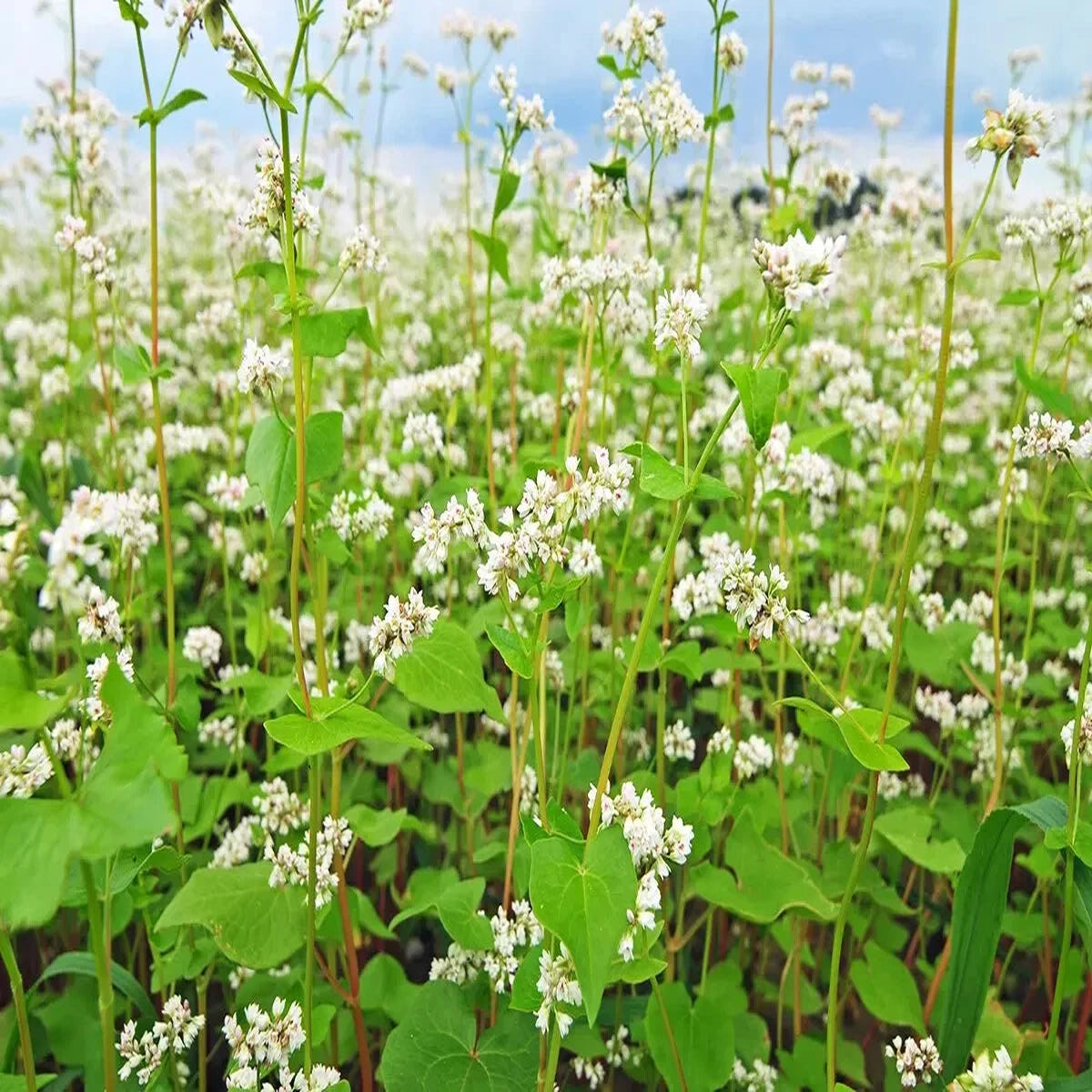 Buckwheat Seeds ANCIENT GRAIN FLOWER EXTREMELY RARE  Heirloom, Non-GMO, High Germination Organic Garden Seeds