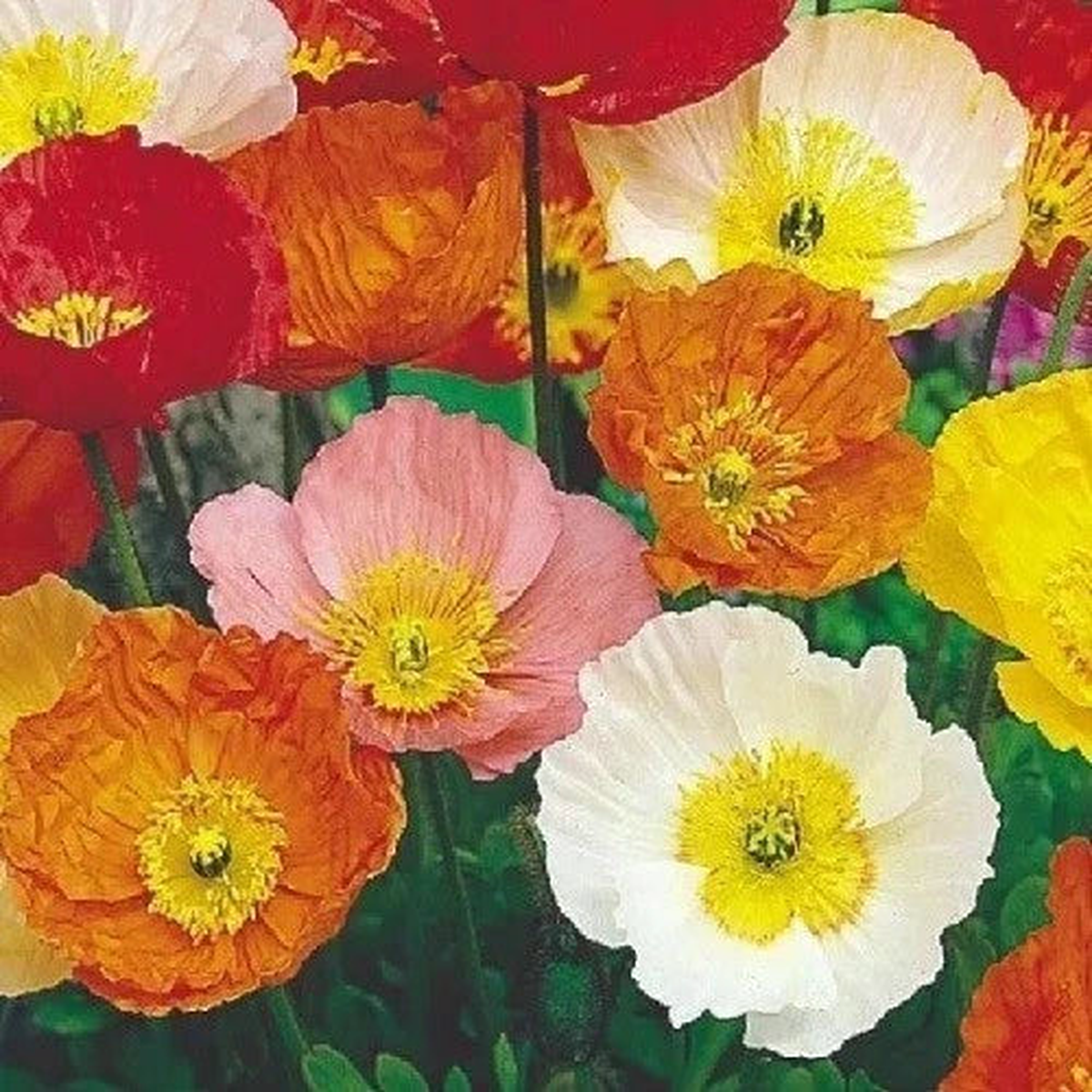 Bulk Perennial Icelandic Poppy Seeds Mixed Colors  Heirloom, Non-GMO, High Germination Organic Garden Seeds