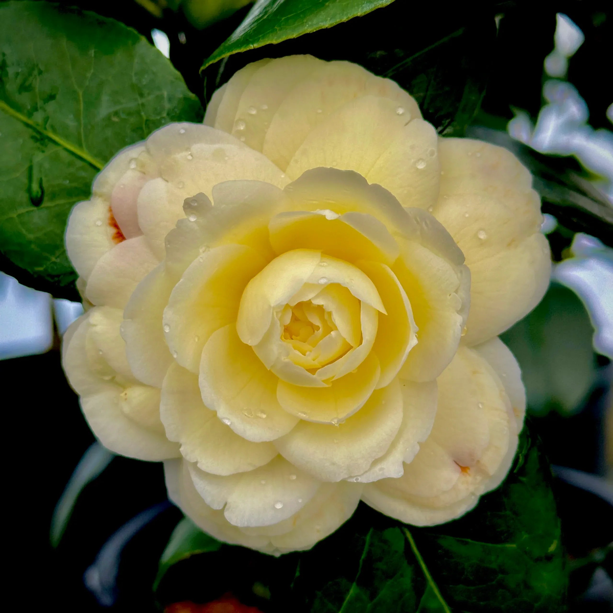 Camellia Light Yellow Flower Seeds for Planting – Heirloom, Non-GMO, High Germination Organic Garden Seeds
