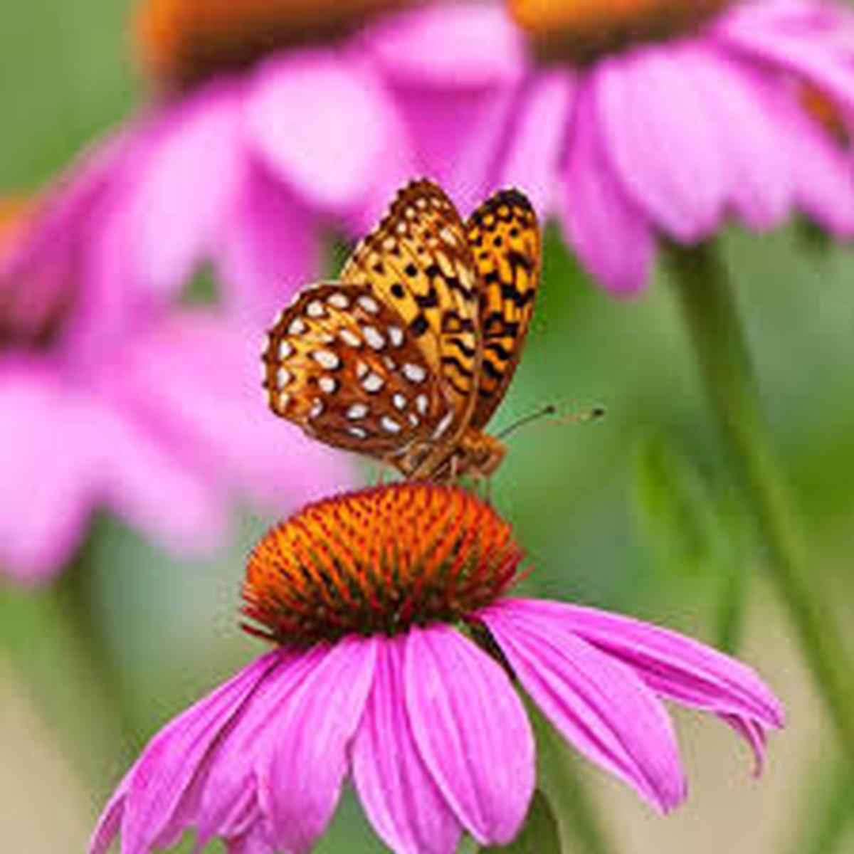Coneflower Seeds for Planting Heirloom, Non-GMO, Attracts Bees and Butterflies