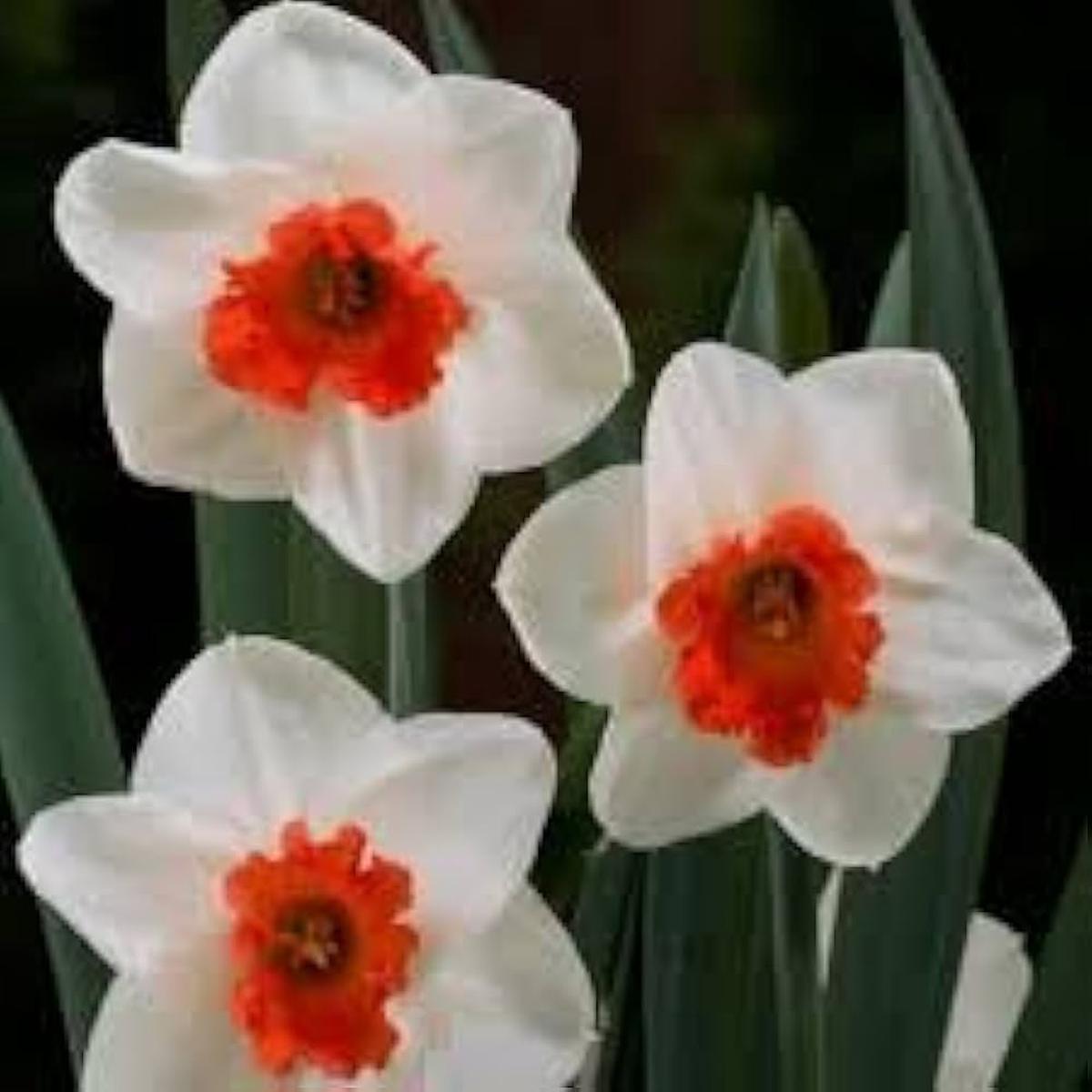 Daffodil Seeds for Planting: White and Red Blooms