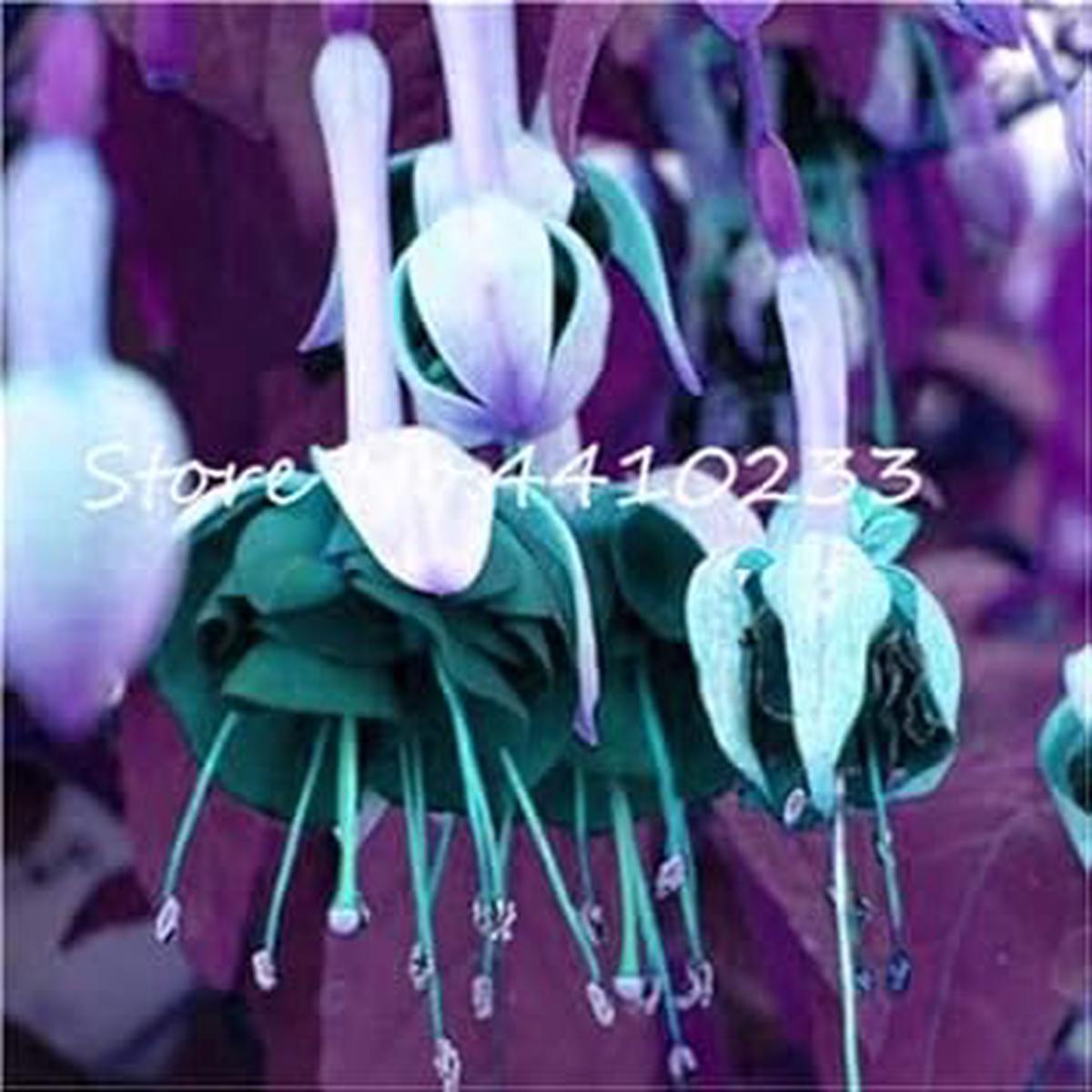 Dark Green Fuchsia Heirloom Non-GMO Seeds for Planting  Organic Garden Seeds, High Germination Rate