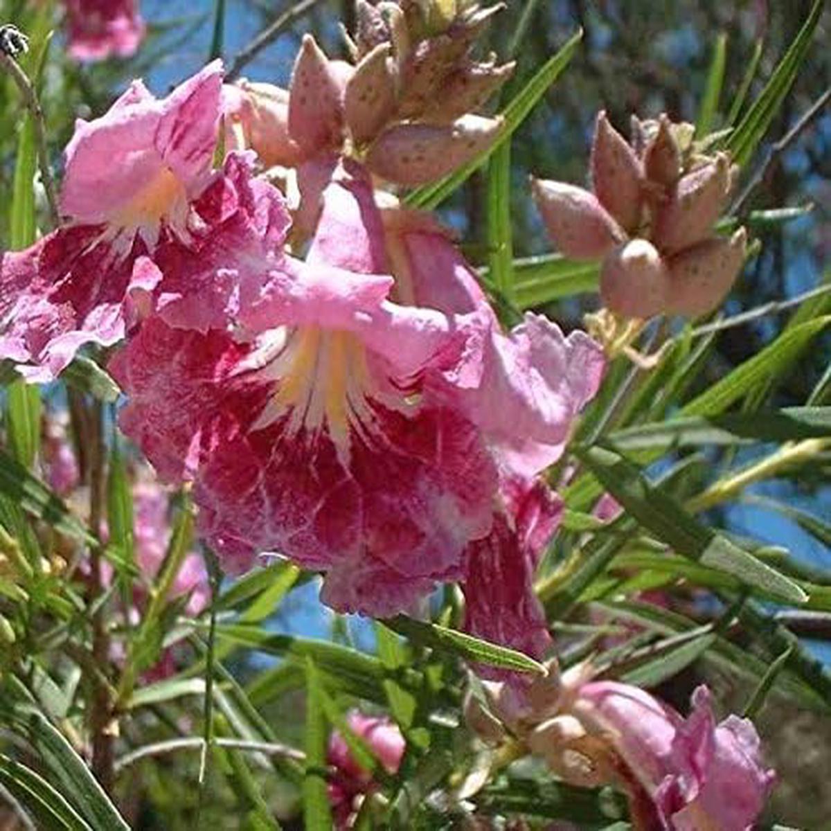 Desert Willow Seeds – Ornamental Tree or Shrub for Dry Landscapes