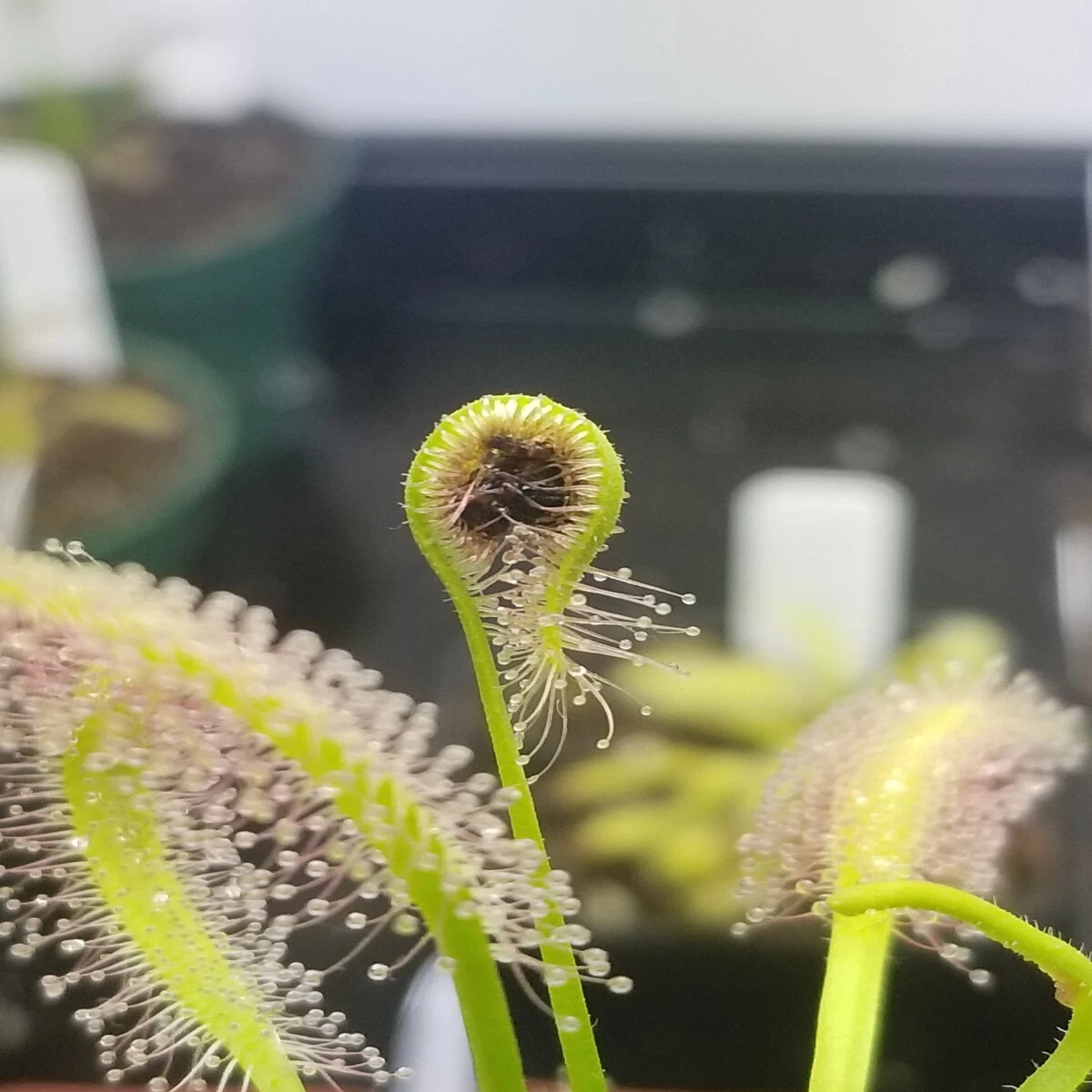 Drosera capensis alba Seeds – Carnivorous Sundew Plant – Easy for beginners  Heirloom, Non-GMO, High Germination Organic Garden Seeds