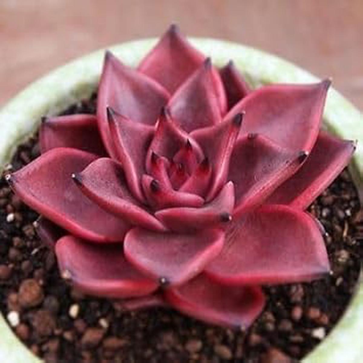 Echeveria Agavoides Romeo Plant Seeds for Planting Succulent Red-Tipped Leaves Heirloom, Non-GMO, High Germination