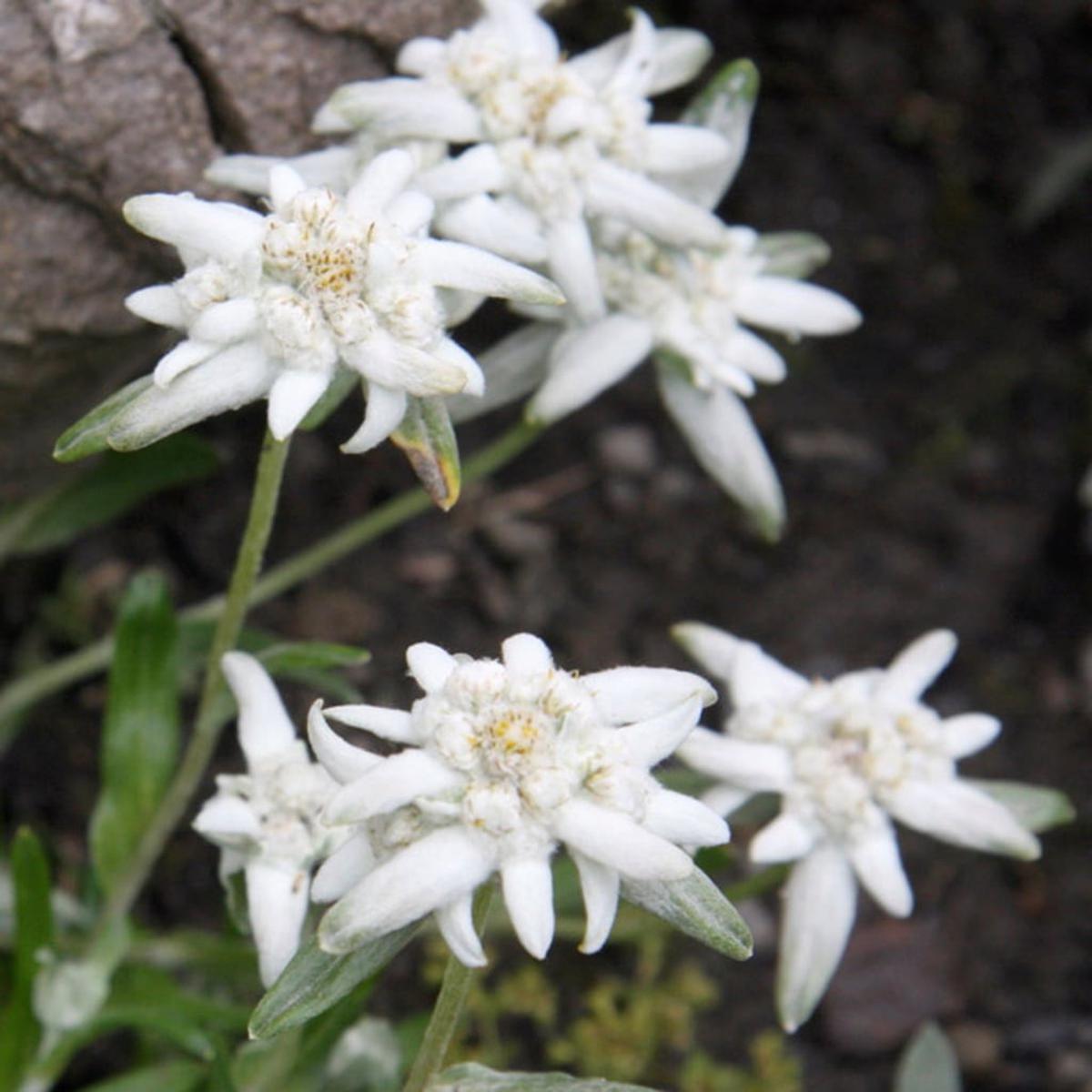 Edelweiss Flower Seeds for Planting  Heirloom, Non-GMO, Hardy, Rare Beauty