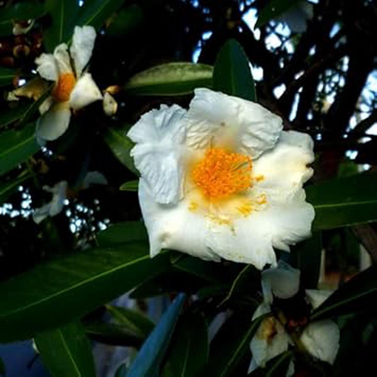 Eggflowers Flower seeds for Planting – Shade Tolerant, Heirloom & GMO Free Seeds for Home Garden