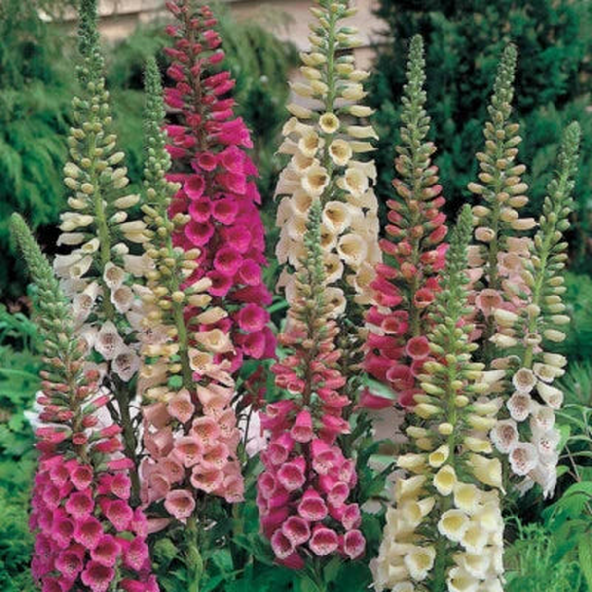 Foxy Mix Foxglove Seeds for Planting , Non-GMO Free Ship  Heirloom