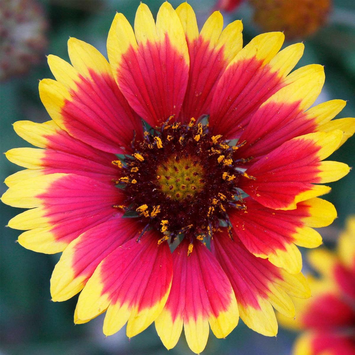 Gaillardia Flower seeds for Planting Drought Tolerant Heirloom & GMO Free Seeds for Home Garden
