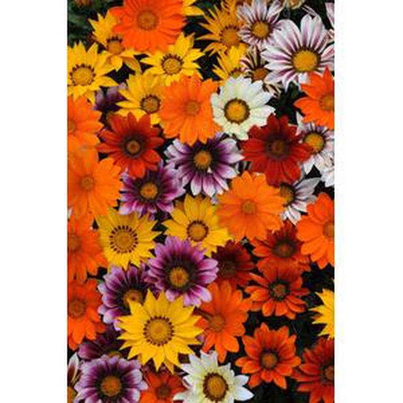 Gazania New Day Mix – 5 seeds