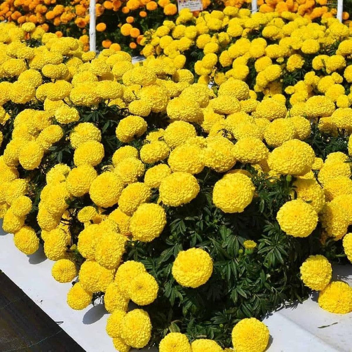 Goldmelisse Flower Seeds for Planting – 100 pcs