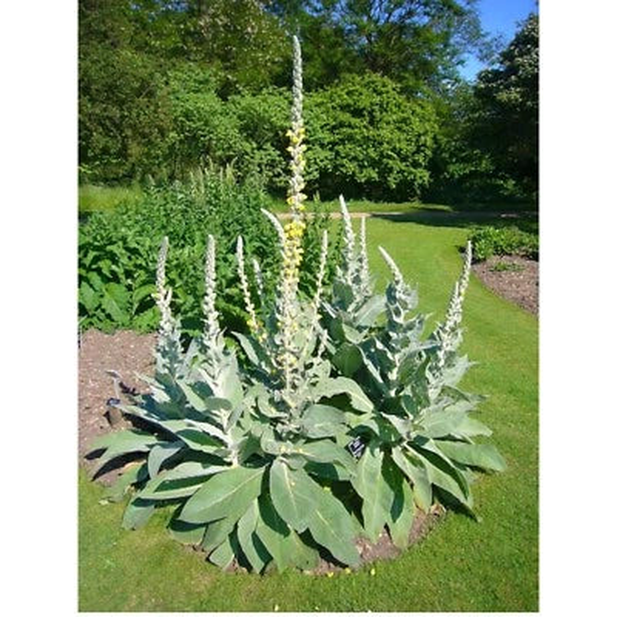 Great Mullein, Seeds for Planting (Verbascum thapsus) HeirloomOrganic , Non-GMO