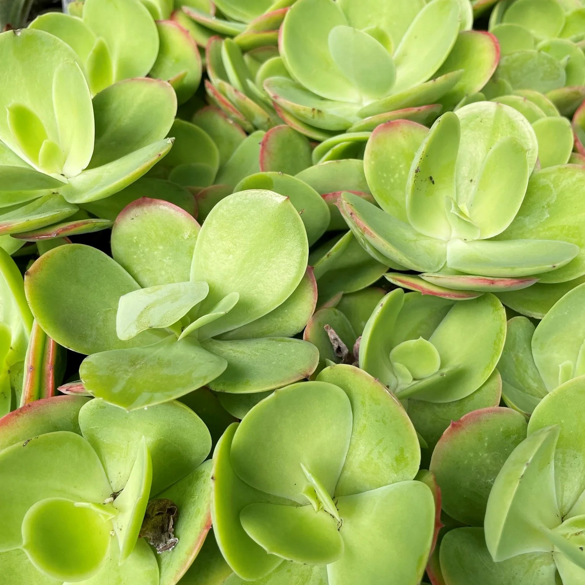 Green Kalanchoe Thyrsiflora Flower seeds for Planting – Sun Loving, Heirloom & GMO Free Seeds for Home Garden