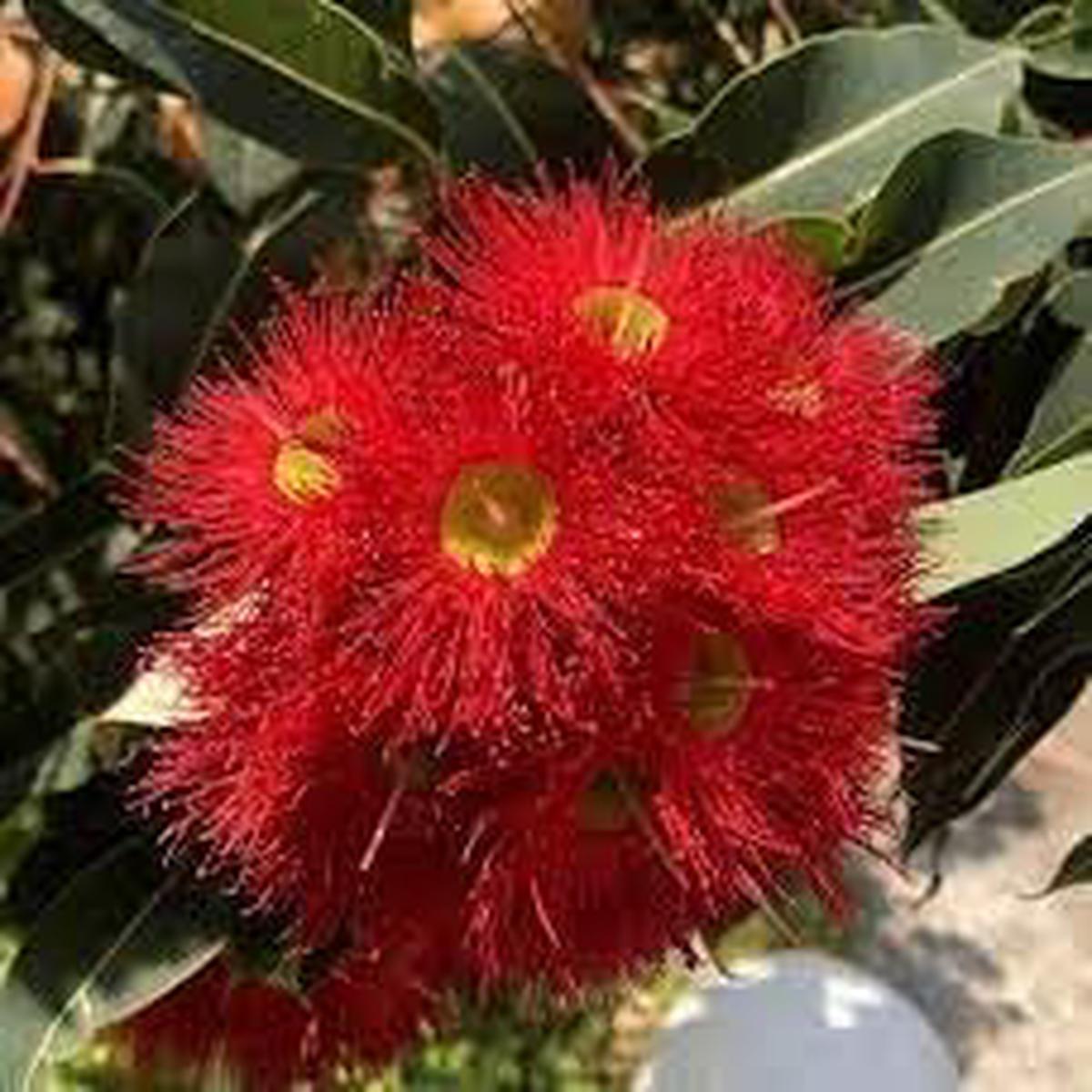 Heirloom Corymbia Ficifolia Flower seeds for Planting Garden Favorite Heirloom & GMO Free Seeds for Home Garden