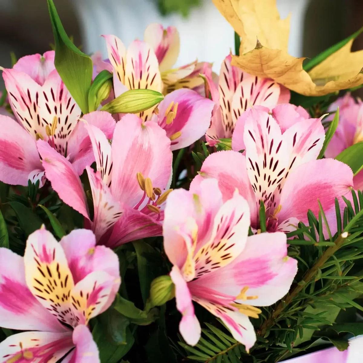 Heirloom Non-GMO Alstroemeria Flower Seeds for Planting  Exotic Peruvian Lily Garden Blooms