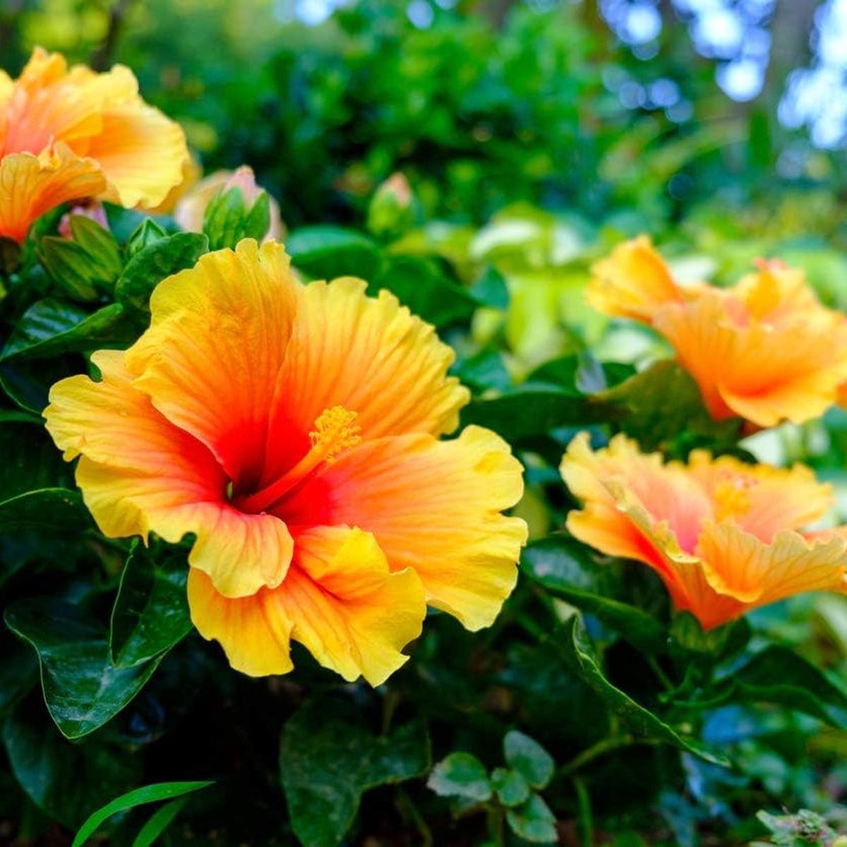Heirloom Non-GMO Hibiscus Flower Seeds for Planting Exotic Vibrant Blooms