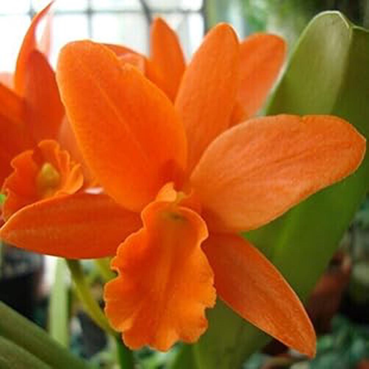 Heirloom Non-GMO Orange Cattleya Hybrida Flower Seeds  Exotic Orchid Blooms for Garden Planting