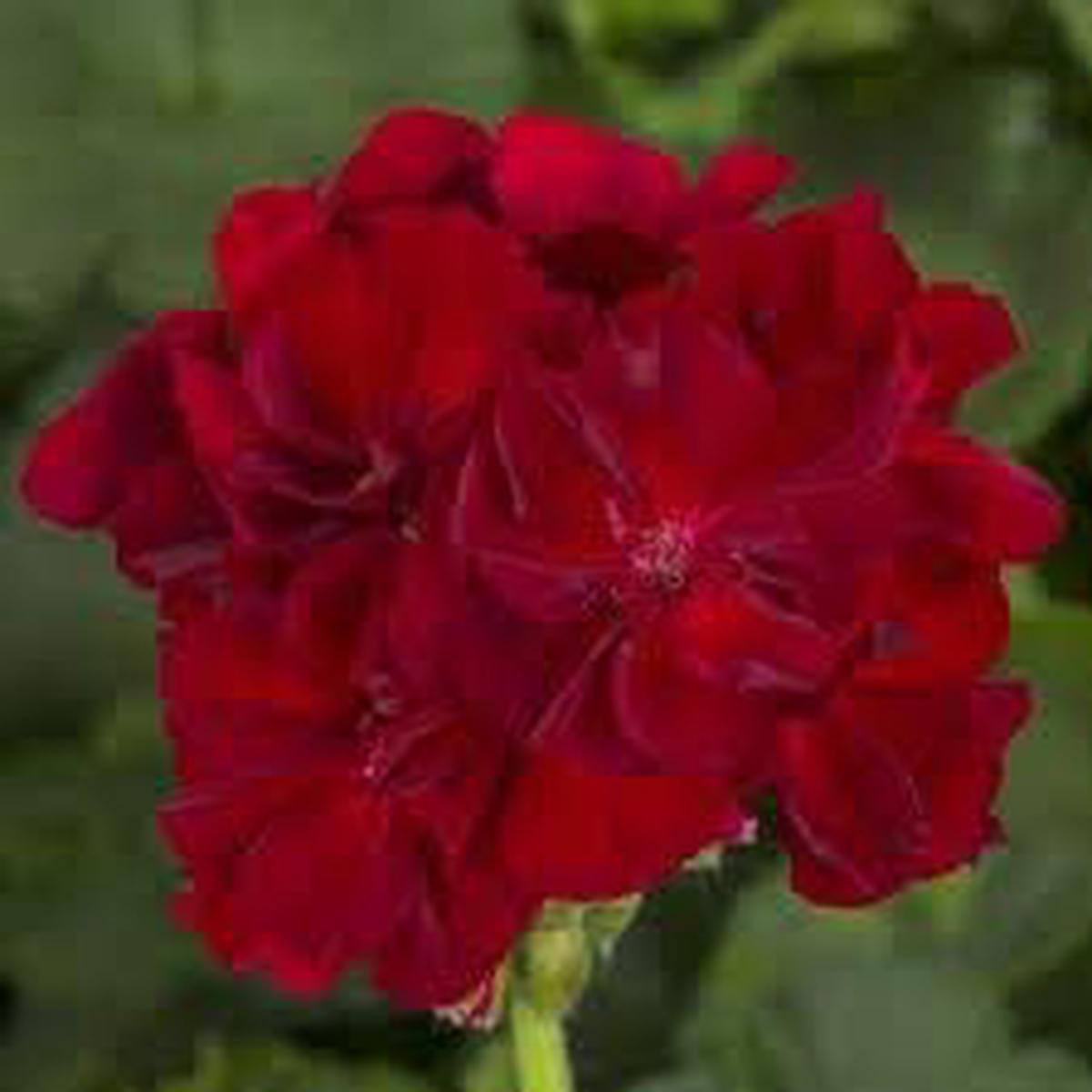 Heirloom Non-GMO Pelargonium Flower Seeds  Maroon Blooms | High Germination Organic Garden Seeds for Planting
