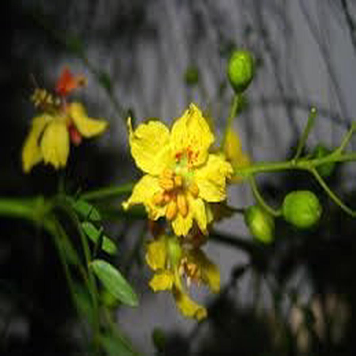 Heirloom Parkinsonia Aculeata Flower Seeds Non-GMO for Garden Planting Yellow Desert Blooms