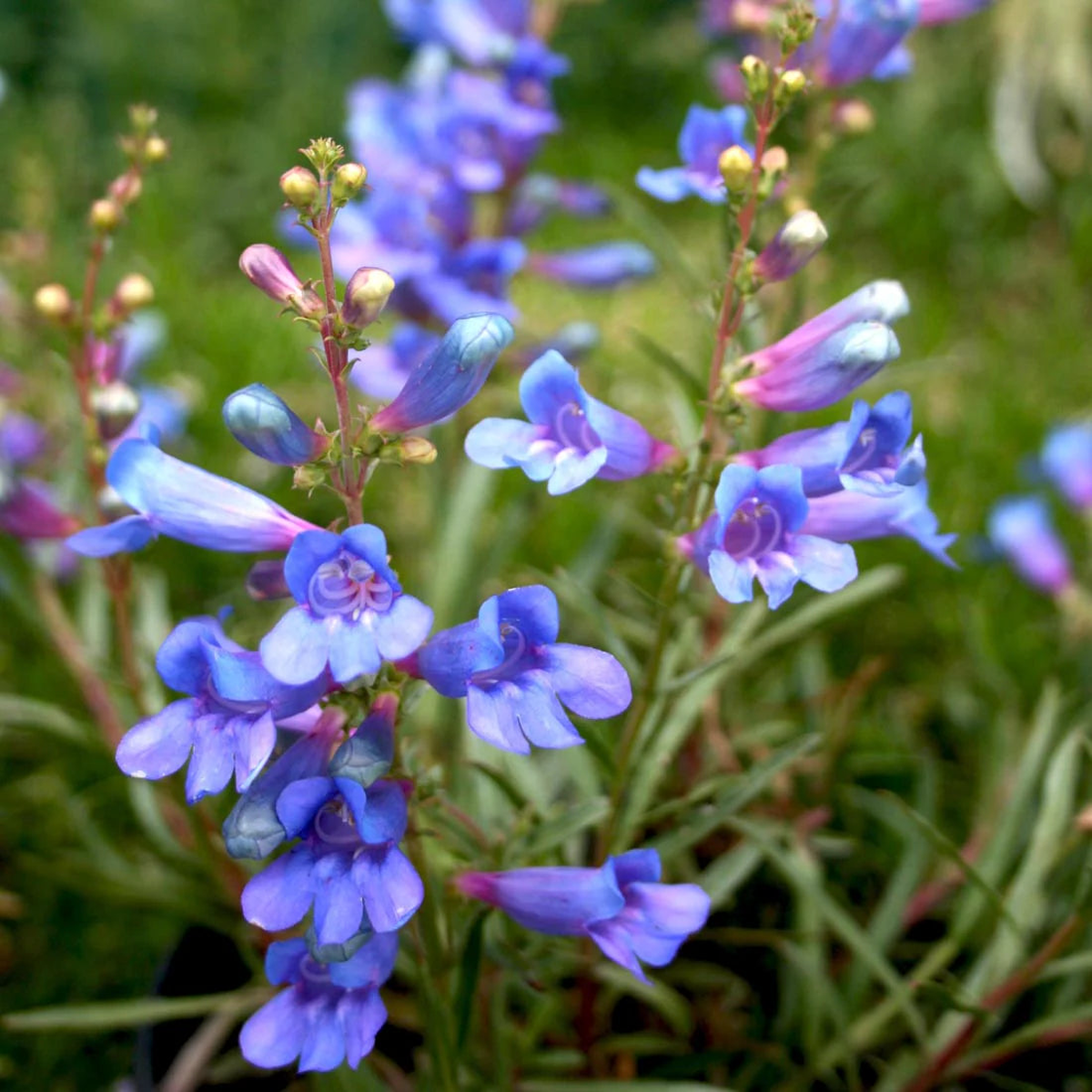 Heterophyllus Blue Flower Seeds for Planting  Organic, Heirloom, Non-GMO
