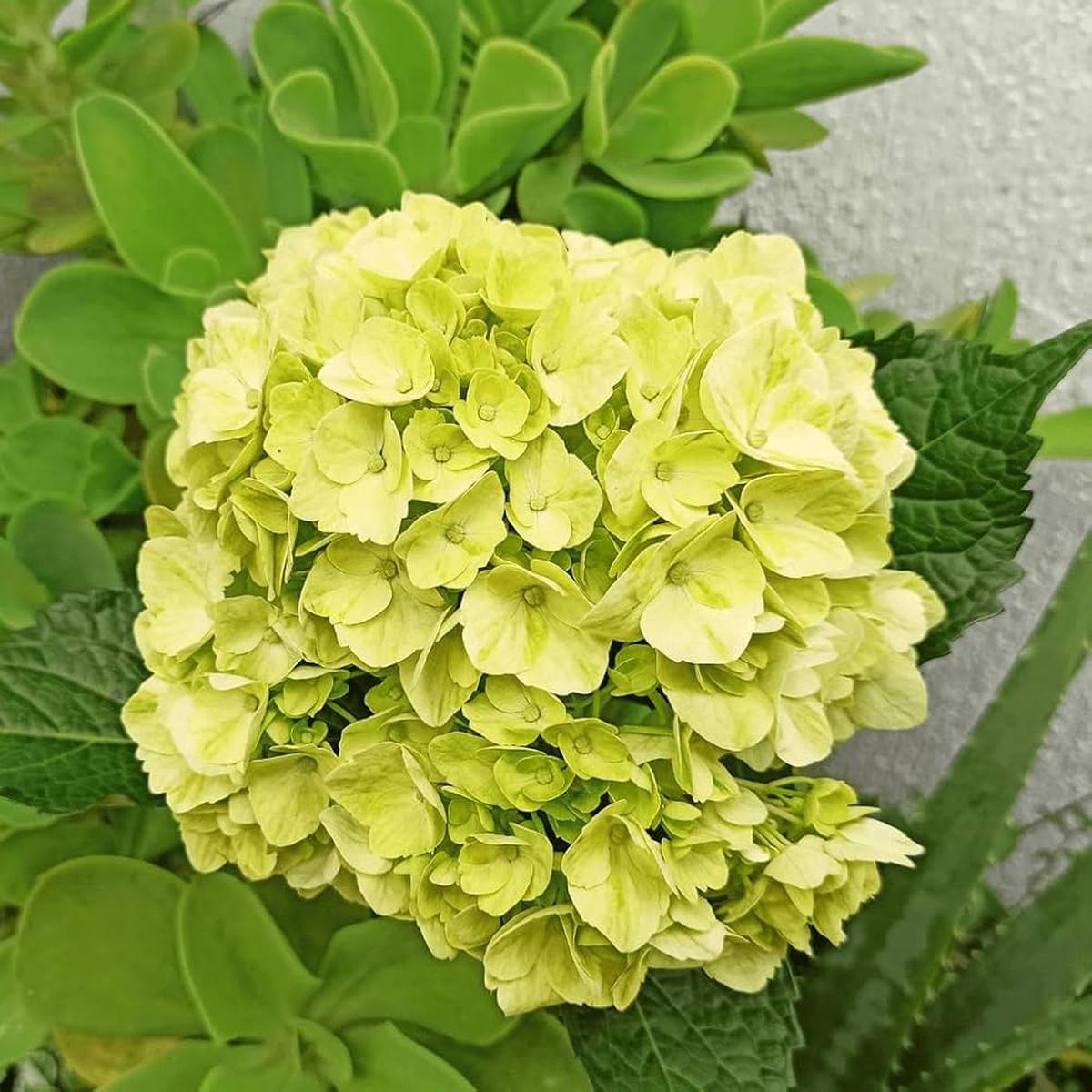 Hydrangea macrophylla Green Cloud Flower Seeds for Planting – Heirloom, Non-GMO, High Germination Organic Garden Seeds