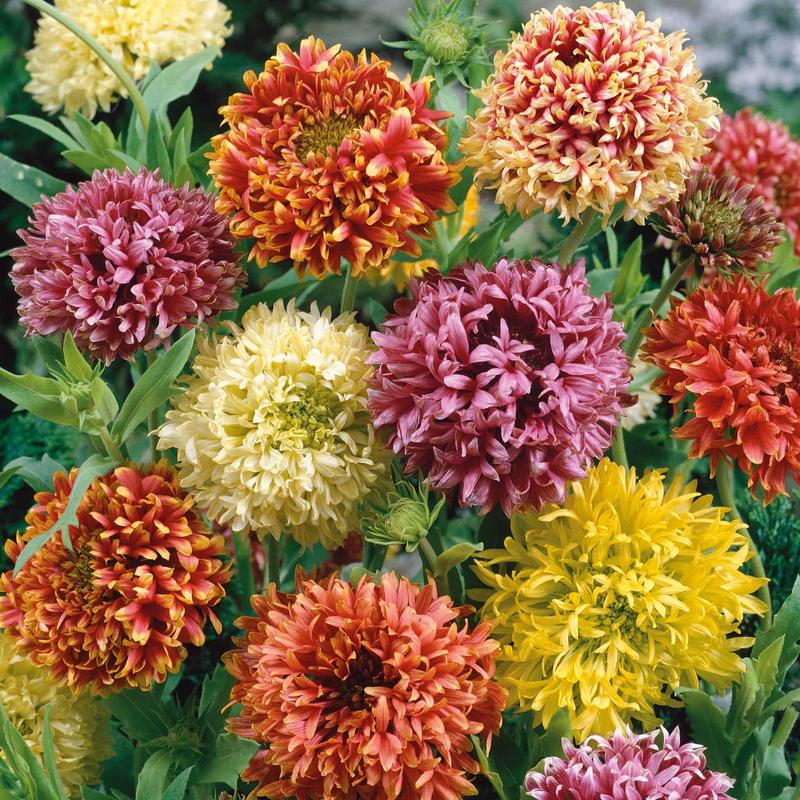 Indian Blanket Seeds – Double Mix