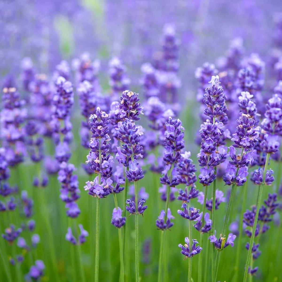 Lavender Fragrant Flower seeds for Planting Low Maintenance Heirloom & GMO Free Seeds for Home Garden Sale