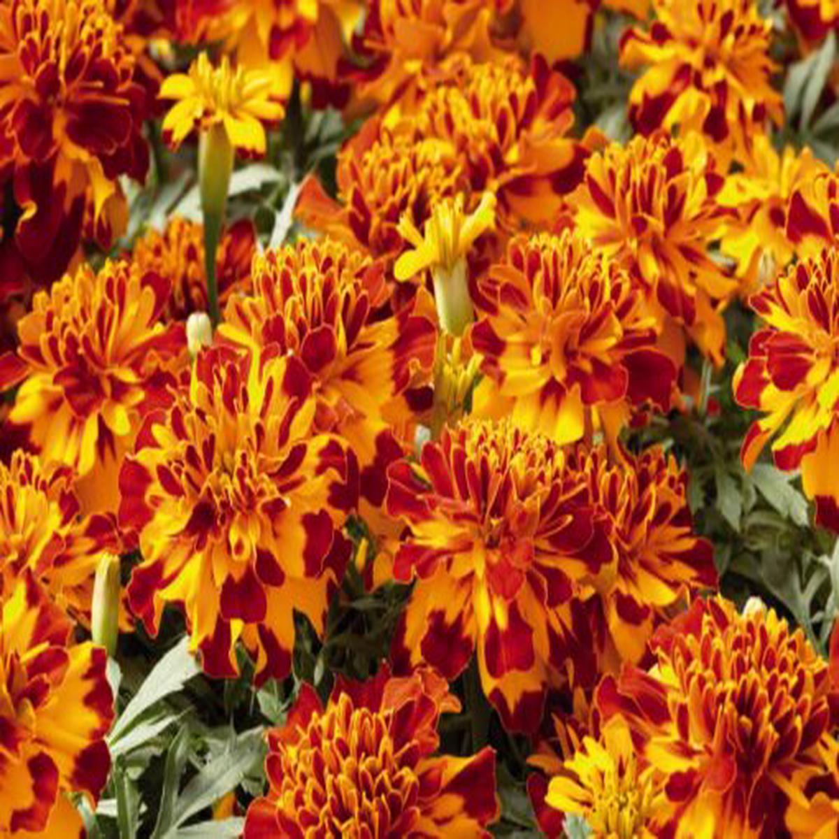 Marigold Safari Bolero French Imported  Heirloom, Non-GMO, High Germination Organic Garden Seeds