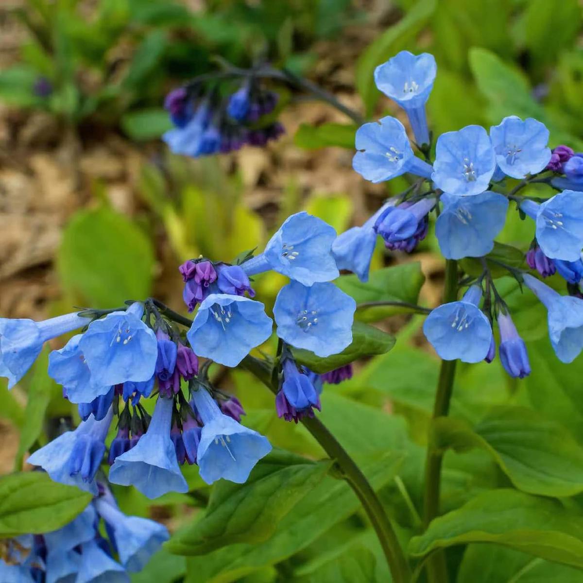Mertensia Flower Seeds for Planting – Heirloom Non-GMO High Germination Organic Garden Seeds