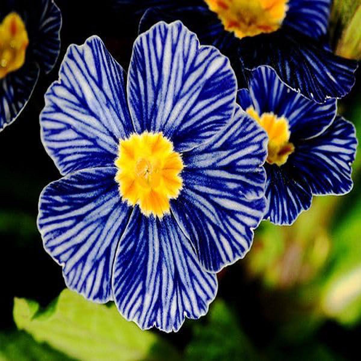 Mini Primrose Primula spp. Seeds for Planting – Perfect for Flower Bed & Shade Garden
