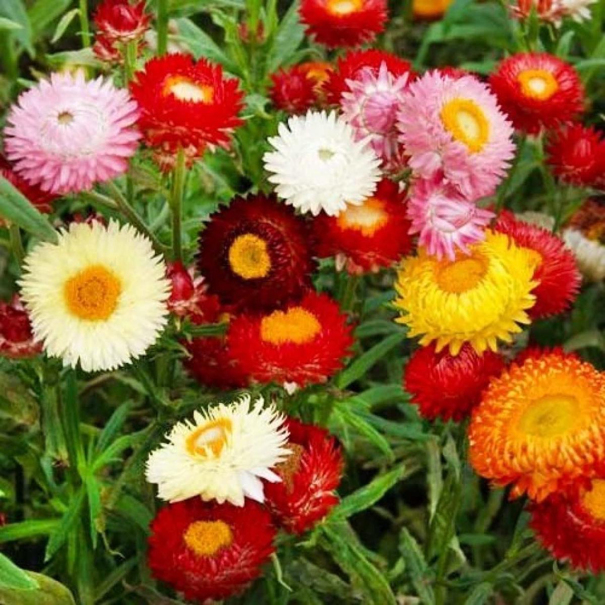 Mix Helianthemum Flower seeds for Planting – Cut Flower Favorite, Heirloom & GMO Free Seeds for Home Garden