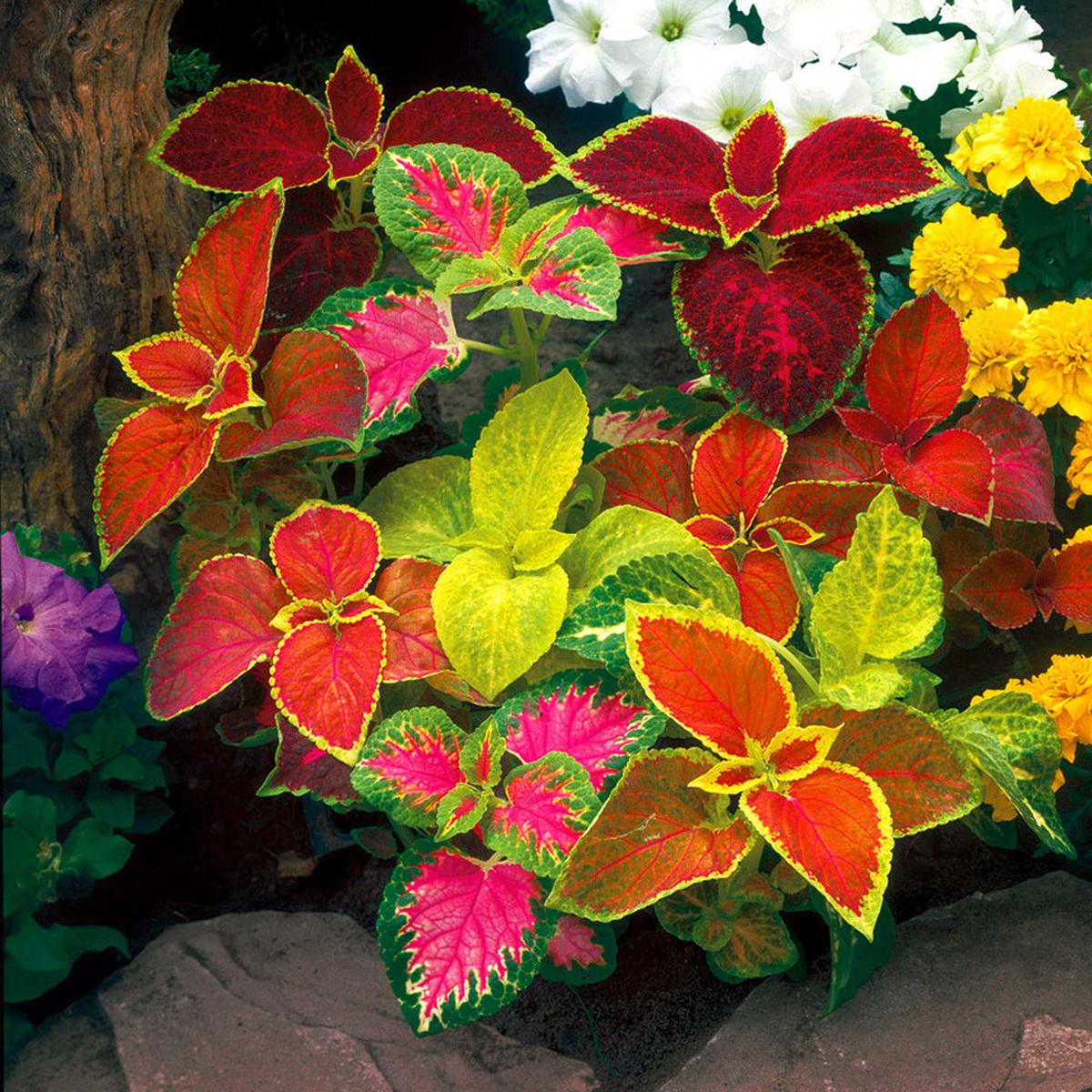 Mixed Color Coleus Flower Seeds for Planting  Heirloom, Non-GMO, High Germination Organic Garden Seeds