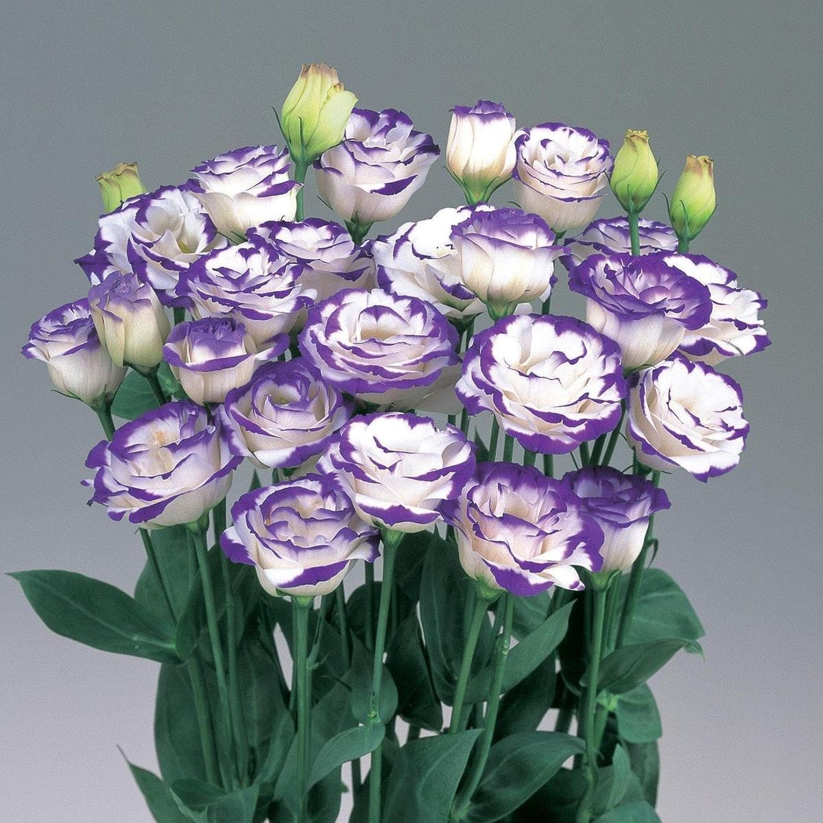 Mixed Lisianthus Echo Flower Seeds for Planting  Heirloom Non-GMO Organic Garden Seeds, High Germination