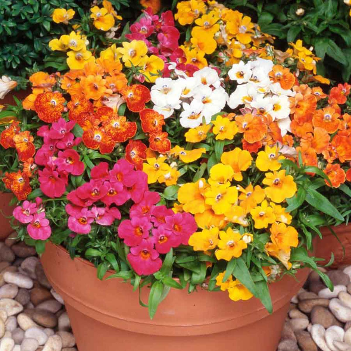 Mixed Nemesia Flower Seeds  Heirloom Non-GMO, High Germination Organic Garden Seeds for Planting Colorful Seasonal Blooms
