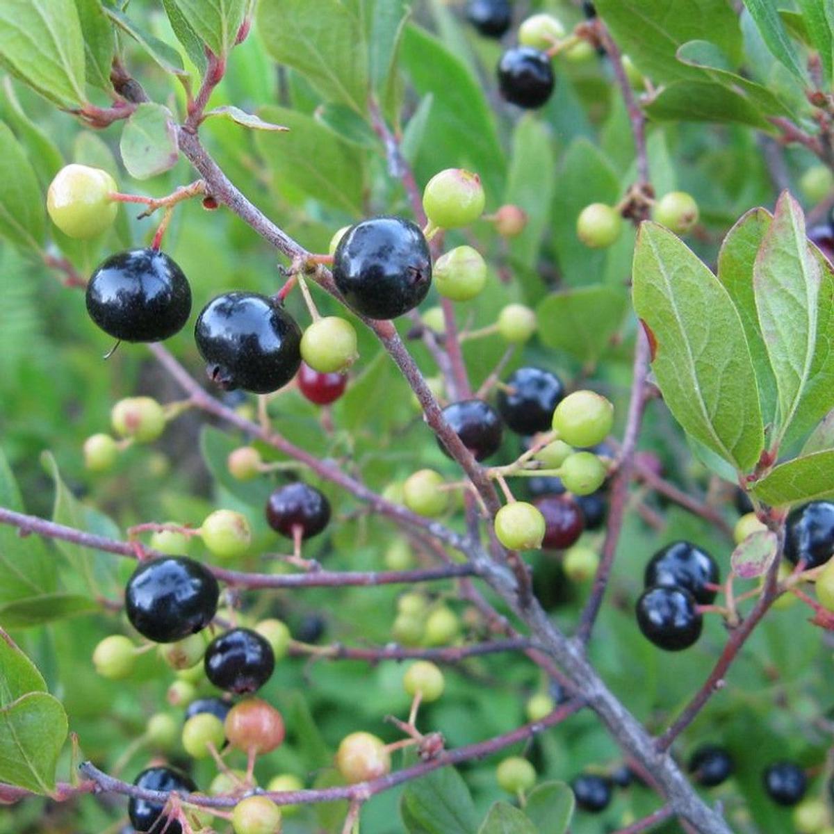 Mountain Huckleberry Bush Seeds for Planting  Heirloom Non-GMO, High Germination Organic Garden Seeds