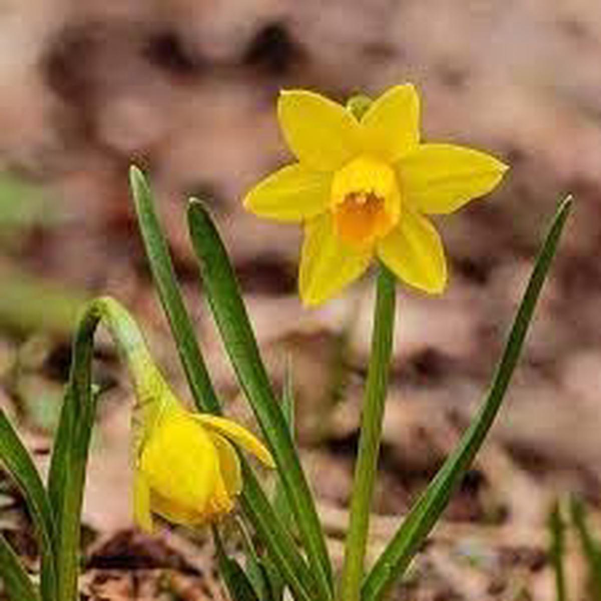 Narcissus Asturiensis Flower seeds for Planting – Perfect for Borders, Heirloom & GMO Free Seeds for Home Garden