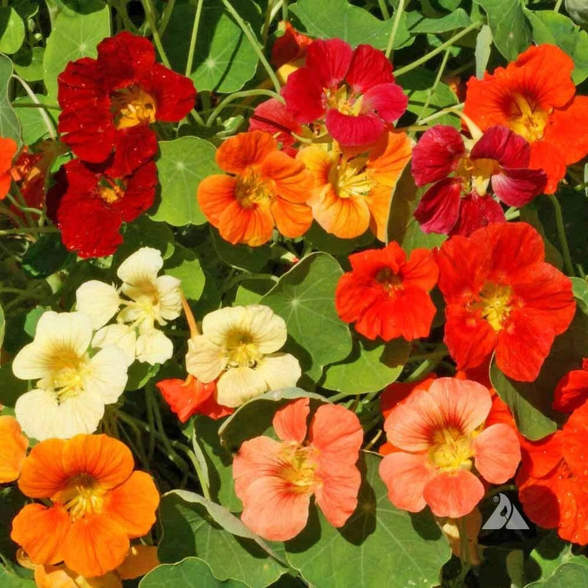 Nasturtium TIP TOP Mix DWARF Vine Red Orange Tubular Edible Seeds  Heirloom, Non-GMO, High Germination Organic Garden Seeds